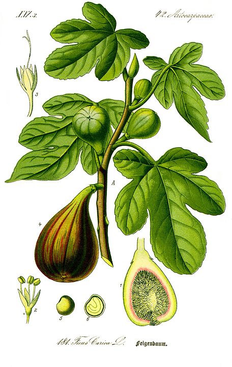 Laurel en Wikimedia