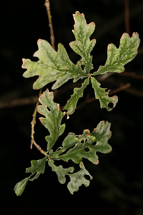 Laurel en Wikimedia