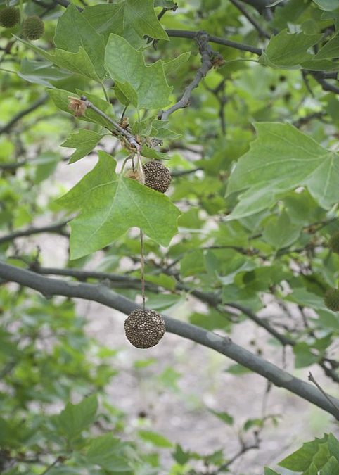 02 – Plátano de sombra