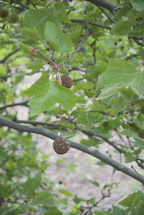 Laurel en Wikimedia