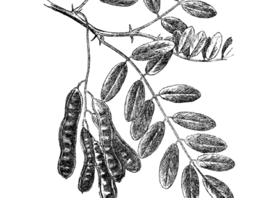 07 – Falsa acacia