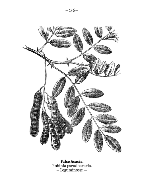 07 – Falsa acacia