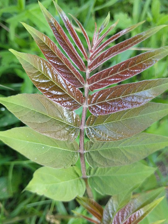 Laurel en Wikimedia