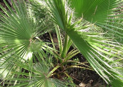 09 – Palmera de abanico