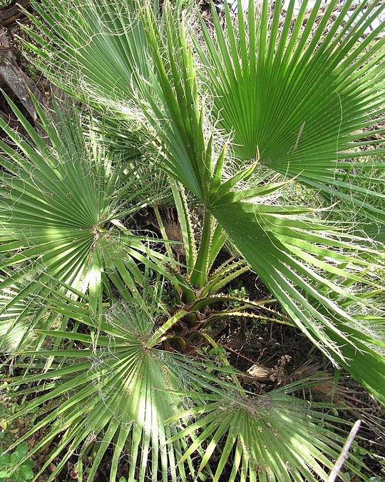 10 – Palmera de abanico