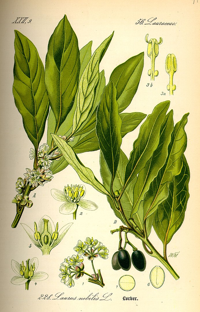 Laurel en Wikimedia